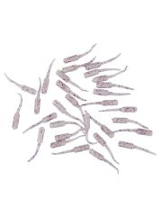 Fujin Baby FRY 2,7cm LRF Silikon Yem